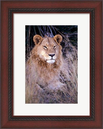 Framed African Lion, Botswana Print