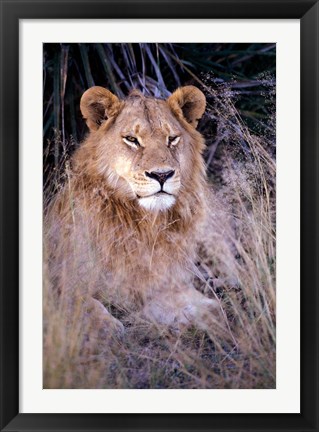 Framed African Lion, Botswana Print