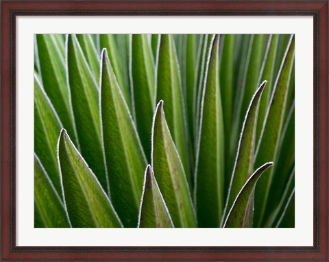 Framed Giant Lobelia rosette of leaves, Kenya Print