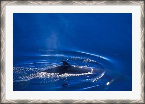 Framed Antarctic Minke Whale, Boothe Island, Lemaire Channel, Antarctica Print