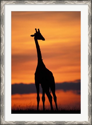 Framed Giraffe Silhouetted, Masai Mara Game Reserve, Kenya Print