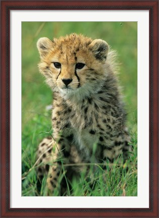 Framed Cheetah, Tanzania, Serengeti NP, Cheetah cub Print