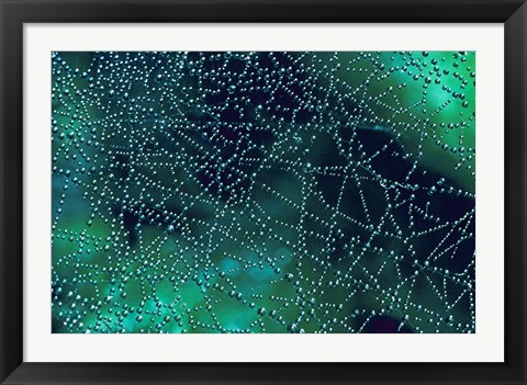 Framed Dew Drops on Spider Web Print
