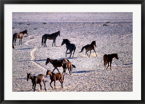 Framed Herd of Wild Horses, Namib Naukluft National Park, Namibia Print