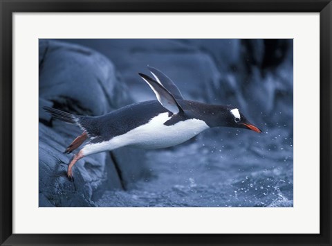 Framed Adelie Penguins Waving Flippers, Petermann Island, Antarctica Print