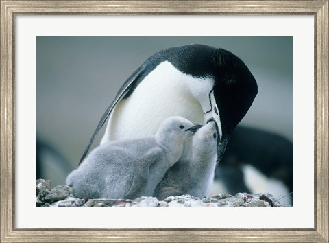 Framed Chinstrap Penguins, Deception Island, Antarctica Print