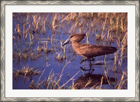 Framed Hamerkop, Okavango Delta, Botswana Print