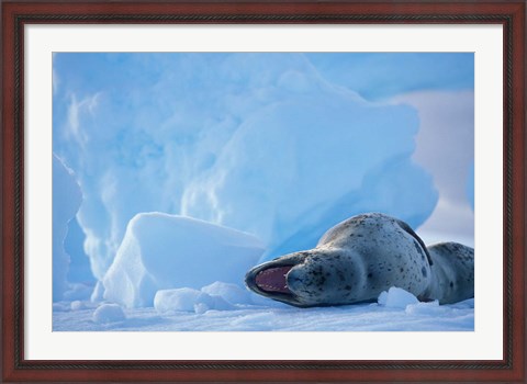Framed Antarctica, Boothe Isl, Lemaire Channel, Leopard Seal Print