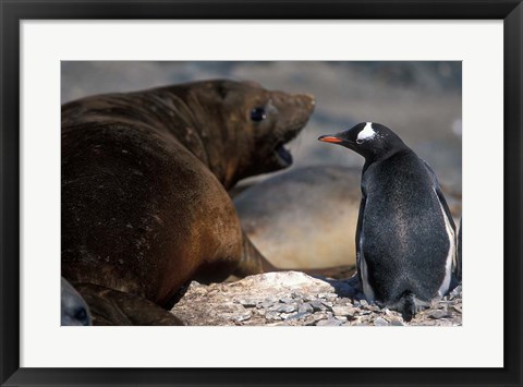 Framed Antarctica, Livingston Island, Gentoo penguin Print