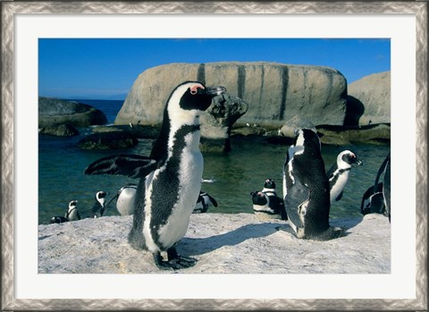 Framed African Penguins, South Africa Print