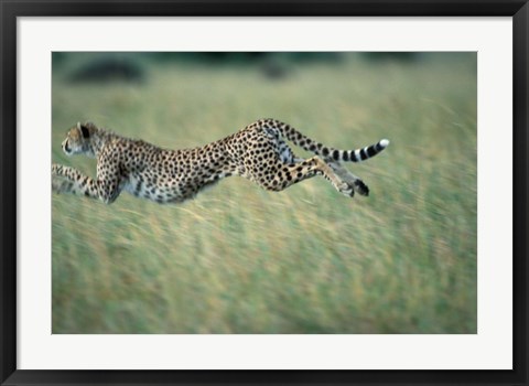 Framed Cheetah Running After Prey, Masai Mara Game Reserve, Kenya Print