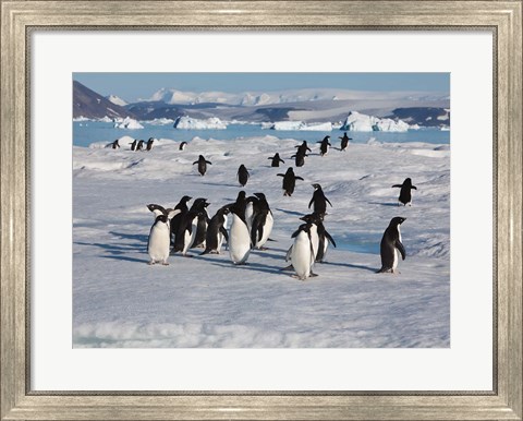 Framed Adelie Penguins, Devil Island, Antartica Print