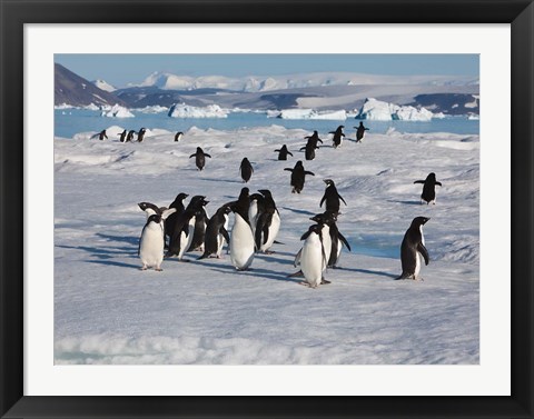 Framed Adelie Penguins, Devil Island, Antartica Print