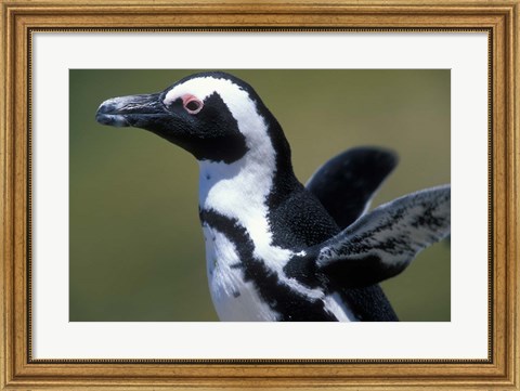 Framed African Penguin at Boulders Beach, Table Mountain National Park, South Africa Print