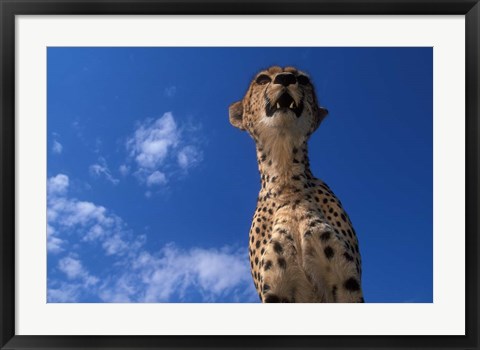 Framed Cheetah Watching Surrounding Savanna, Masai Mara Game Reserve, Kenya Print