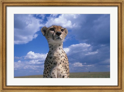 Framed Cheetah Surveying Savanna, Masai Mara Game Reserve, Kenya Print