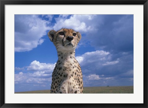 Framed Cheetah Surveying Savanna, Masai Mara Game Reserve, Kenya Print