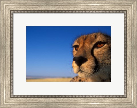 Framed Africa, Kenya, Masai Mara, Cheetah on savanna Print