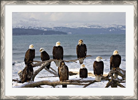 Framed Bald Eagles in Winter, Homer, Alaska Print