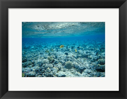 Framed Crystal Clear Waters and Sea Life of the Red Sea, Egypt Print