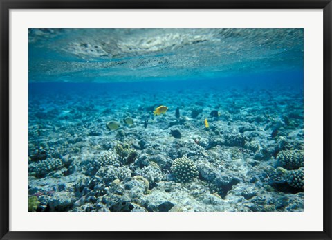 Framed Crystal Clear Waters and Sea Life of the Red Sea, Egypt Print