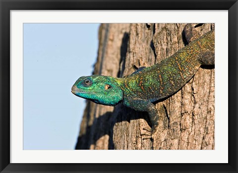 Framed Green-Headed Agama Lizard, Tanzania Print