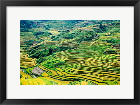 Framed China, Yuanjiang, Cloudy Sea Terrace, Agriculture Print