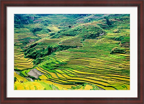 Framed China, Yuanjiang, Cloudy Sea Terrace, Agriculture Print