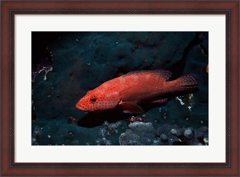 Framed Coral hind at Elphinstone Reef, Red Sea, Egypt Print