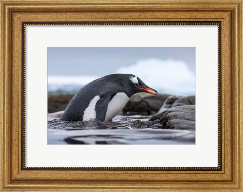 Framed Antarctica, Cuverville Island, Gentoo Penguin climbing from water. Print