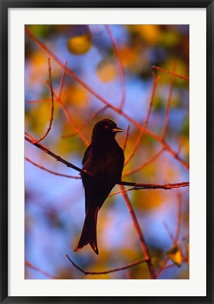 Framed Fork-Tailed Drongo, Botswana Print