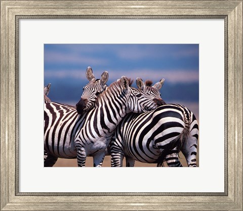 Framed Group of Zebras, Masai Mara, Kenya Print