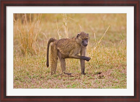 Framed Baboons near the bush in the Maasai Mara, Kenya Print