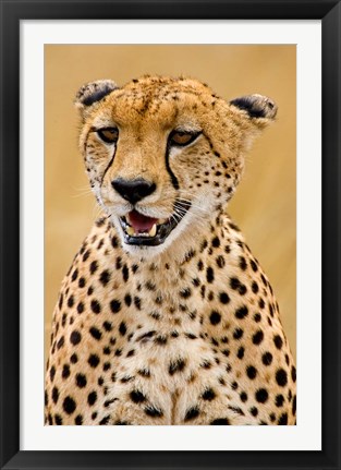 Framed Cheetah in the Brush, Maasai Mara, Kenya Print
