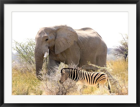 Framed African Elephant and Zebra at Namutoni Resort, Namibia Print