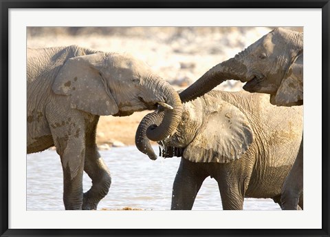 Framed African Elephants at Halali Resort, Namibia Print