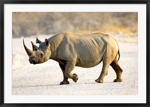Framed Black Rhinoceros, Namibia Print