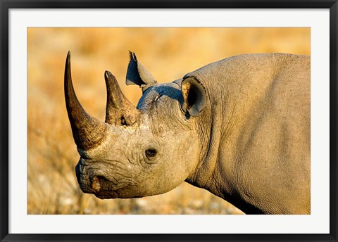 Framed Black Rhinoceros at Halali Resort, Namibia Print