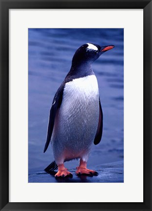 Framed Gentoo Penguin, Antarctica Print