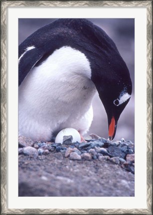 Framed Gentoo Penguin on Nest, Antarctica Print