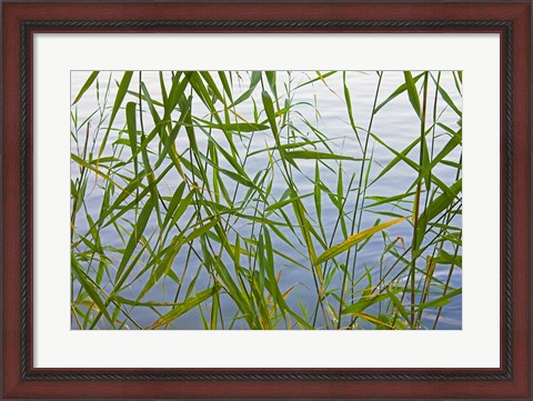 Framed Bamboo Growing Waterside, China Print