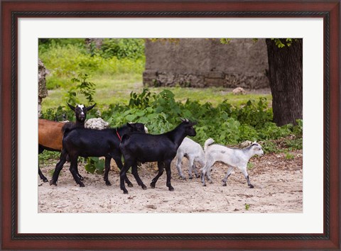 Framed Africa, Mozambique, Ibo Island, Quirimbas NP. Goats running down path. Print