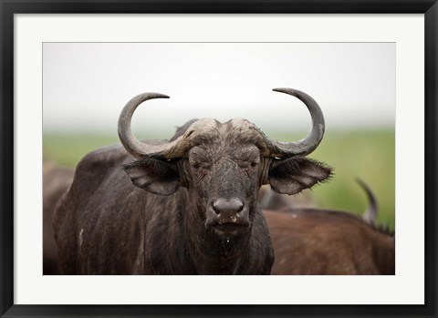 Framed African Buffalo wildlife, Uganda Print