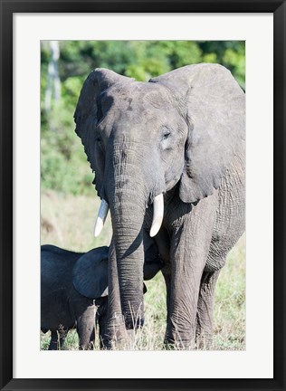 Framed African bush elephant, Maasai Mara, Kenya Print