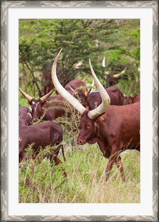 Framed Close Up of Ankole-Watusi cattle, Mbarara, Ankole, Uganda Print