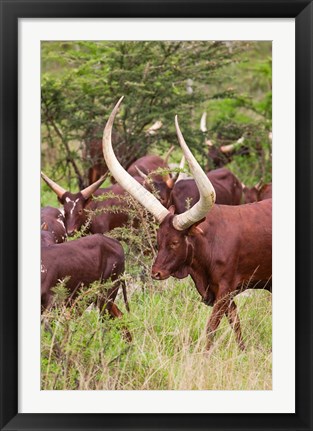 Framed Close Up of Ankole-Watusi cattle, Mbarara, Ankole, Uganda Print
