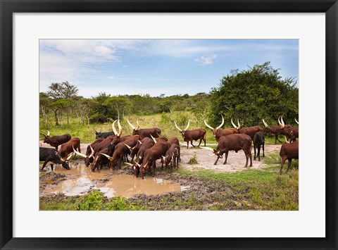 Framed Ankole-Watusi cattle. Uganda Print
