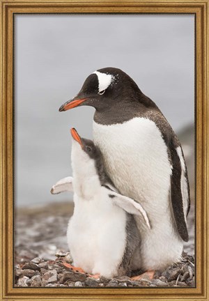 Framed Antarctica, Aitcho Island. Gentoo penguin chick Print