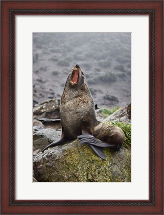 Framed Antarctica, South Georgia, Elsehul Bay, Fur seal Print
