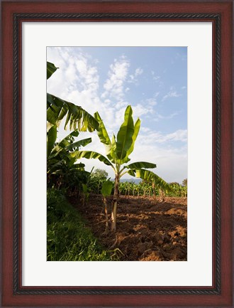 Framed Banana Agriculture, Rift Valley, Ethiopia Print